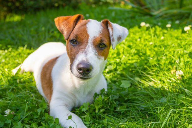 istock Happy active dog in fresh spring grass on sunny day. Jack Russell terrier and spring. 1427136737