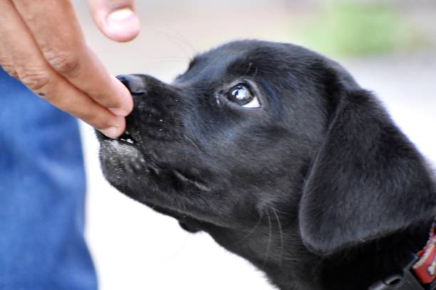 istock A cute Black puppy 1427136797