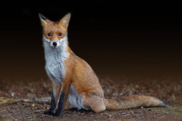 Red Fox in the Wild 1 Free Photo Download | FreeImages Red Fox in the Wild 1 Free Photo Download | FreeImages