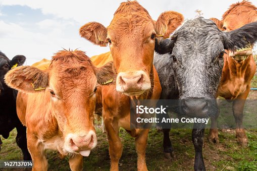 istock Close up of a herd of young, very curious female cows or heifers, facing forward and looking at camera. One Limousin cow has her tongue out. 1427137014