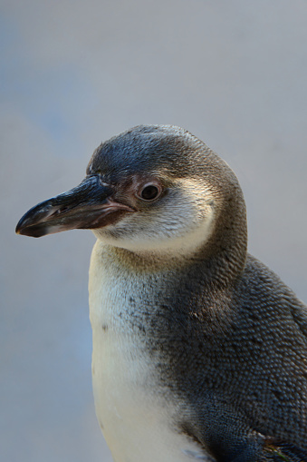 3d render of a penguin at a lectern in front of a blackboard.