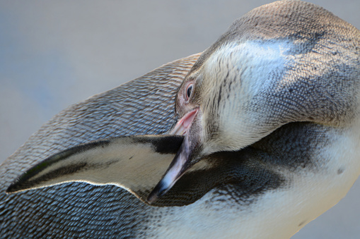 Young Humboldt penguin( Spheniscus humboldti)  5 months old and grooming it`s wing.