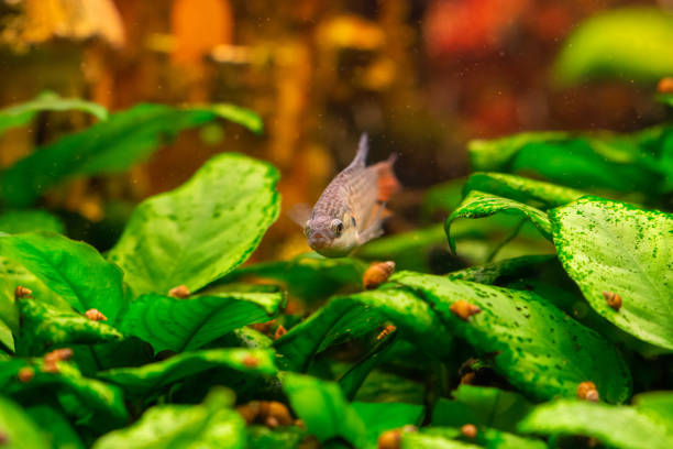 istock Paradise fish in home freshwater aquarium 1427140669