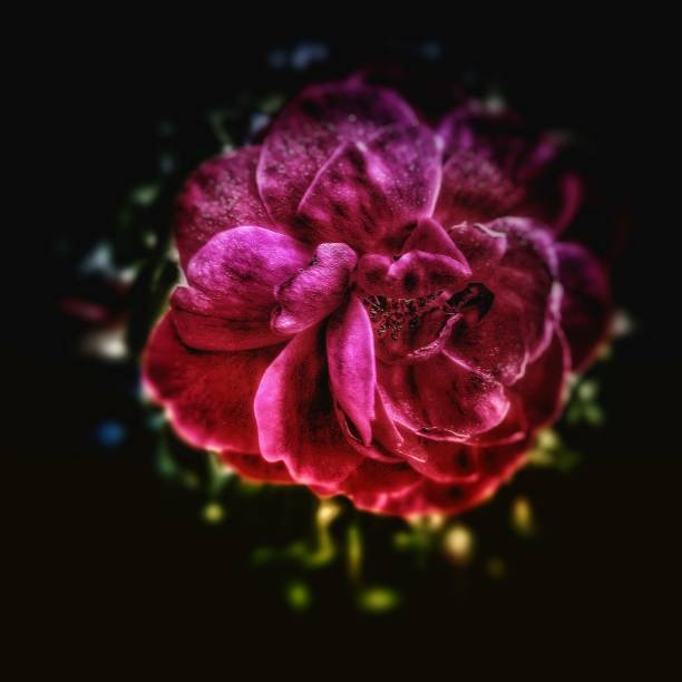 istock Pink flower close-up 1427143541