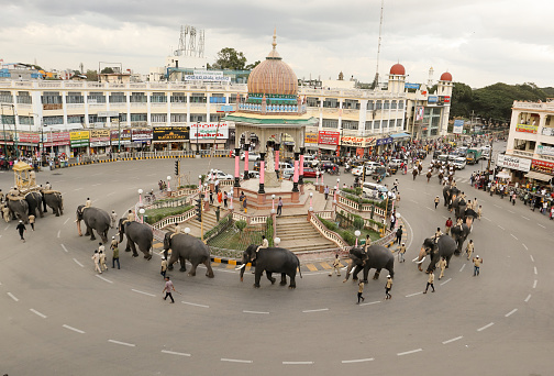 Royal Elephants walk majestically in round about the Maharaja circle in Mysore cityscape during Dussehra festival in Karnataka, India.