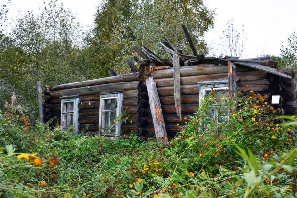 An old ruined log house among abundant greenery. Wooden house without a roof.