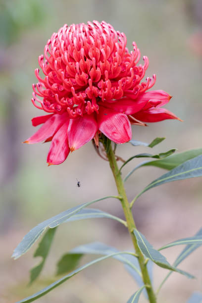 New South Wales Waratah New South Wales Waratah flower telopea stock pictures, royalty-free photos & images