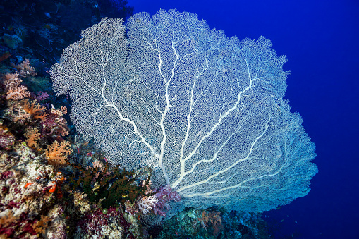 The color of Gorgonian Seafan Annella mollis varies and ranges from cream-colored to pink and orange. The close-meshed skeleton of the species in the family Subergorgiidae consists of fused sclerites and gorgonin, so it is extraordinarily flexible and thus perfectly adapted to strong currents. This white specimen, unusual for that region, is bleached. A lot of small fishes, mainly Anthias and Damselfishes are there. Palau, Micronesia, 6°59'10.52 N 134°13'7.34 E at 32m depth