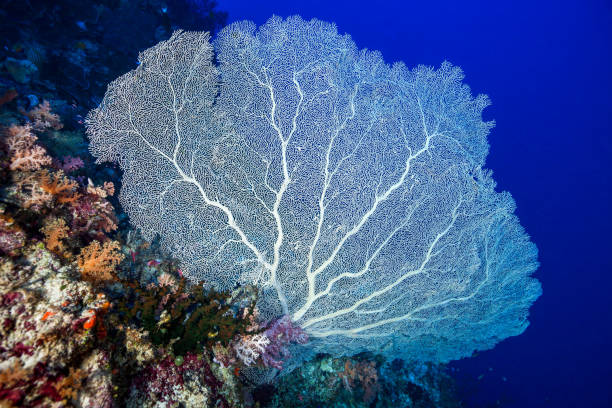 Large Bleatched Gorgonian Coral Annella mollis, Peleliu Island, Palau, Micronesia stock photo