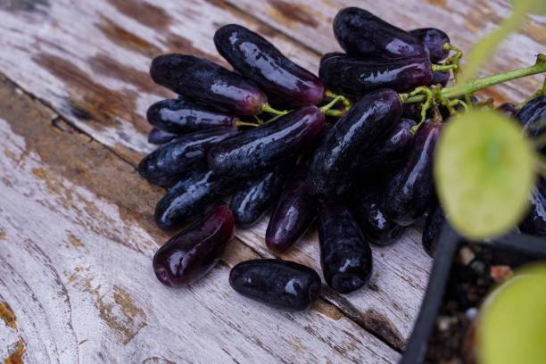 uva strega, gocce di luna, uva o zaffiri dolci raccolti dal giardino freschi e nuovi.  è un'uva senza semi, dolce e deliziosa. - dark blue grapes foto e immagini stock