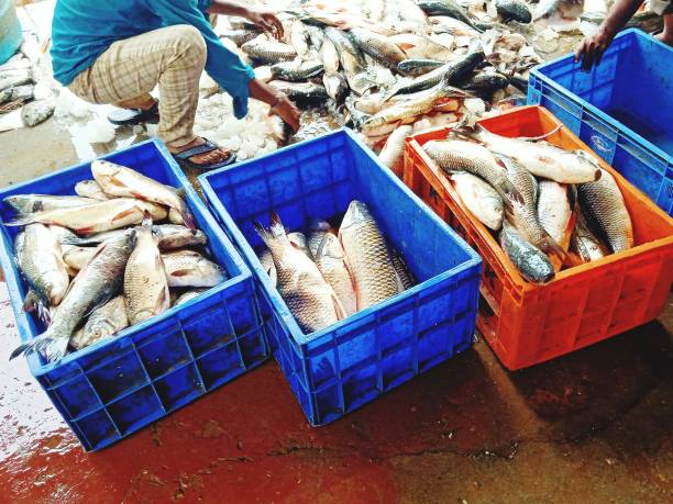 istock Fish Market and selling 1427169406