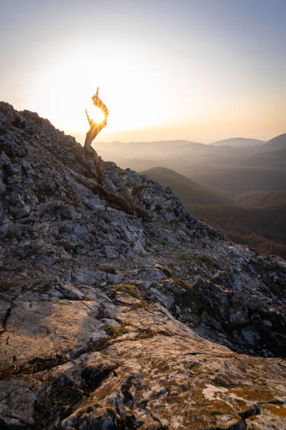 istock Dead tree over hilly landscape catching the first light of the day during sunrise, vertical shot 1427172993
