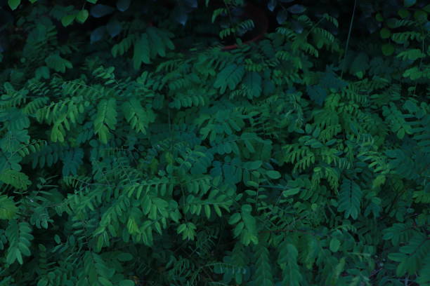 istock Green leaf texture,Green leaves pattern background.Natural background and wallpaper. 1427184373