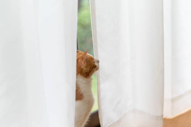 Cat and cat silhouette behind the curtain