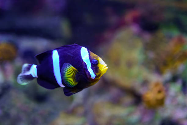 clownfish of colorful colors, swimming quietly among rocks and corals. - animals and pets isolated objects sea life imagens e fotografias de stock