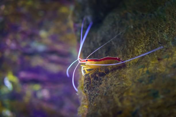 istock Shrimp perched on a rock with long antennas floating in the water. 1427191388