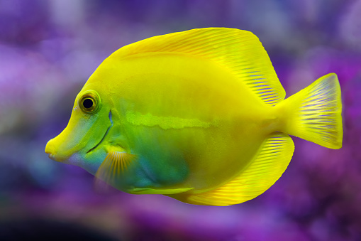 Colorful tropical fish of yellow color, swimming relaxed in the fish tank