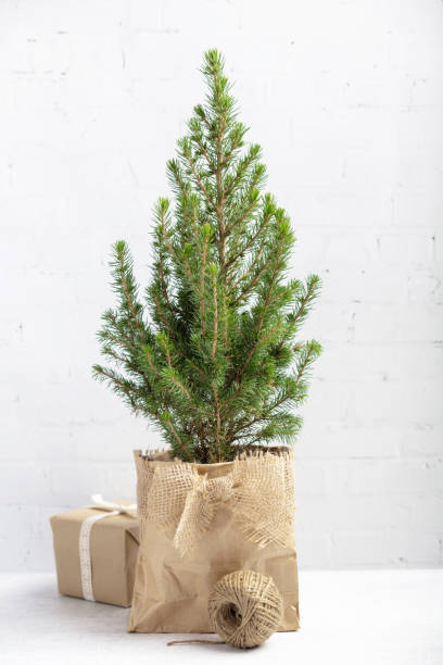 istock Zero waste eco Christmas and New Year concept 1427191395