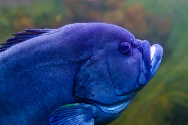 large menacing looking fish with its mouth open and swimming along the seabed. - animals and pets isolated objects sea life imagens e fotografias de stock