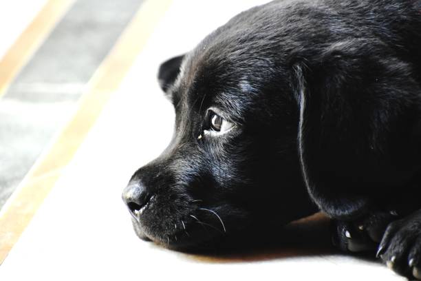 istock A cute black puppy 1427192679