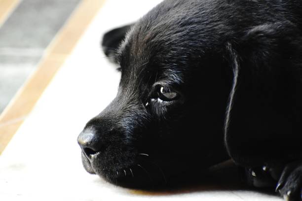 istock A cute black puppy 1427192697