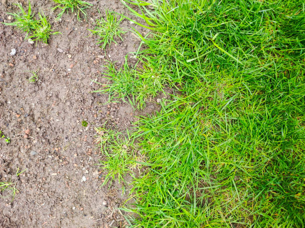 草の問題の概念の背景。牧草地の悪い状態�。 病気の芝生 - lawn mottled grass dead plant ストックフォトと画像