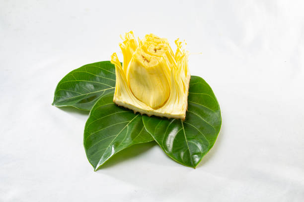 Single core of jackfruit displayed on jackfruit leave on white background. A popular summer fruit in Asia.