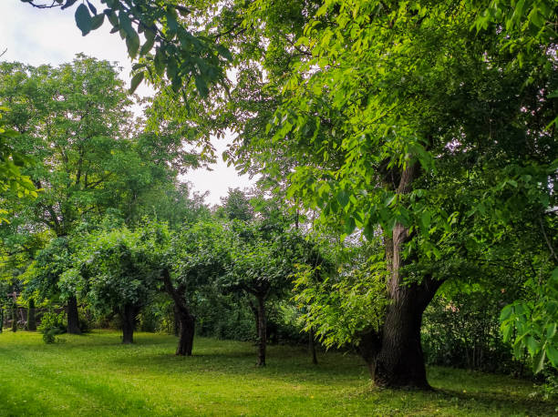 istock trees in the park. Natural park landscape. Summer 1427195477