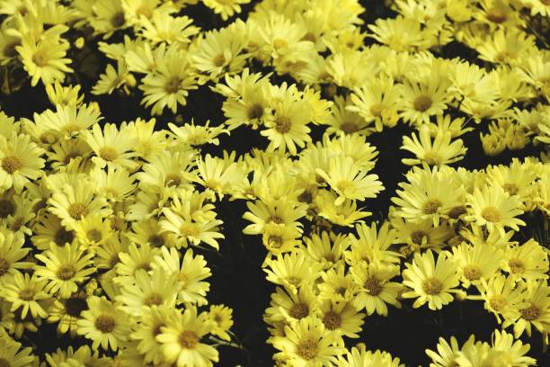 istock Yellow flowers blooming in my garden 1427196754