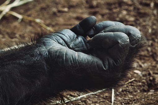 Close-up of an adult mountain gorilla's hand lying on the ground
