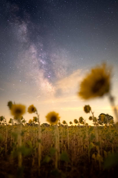 istock Milky way above sunflower field 1427198424