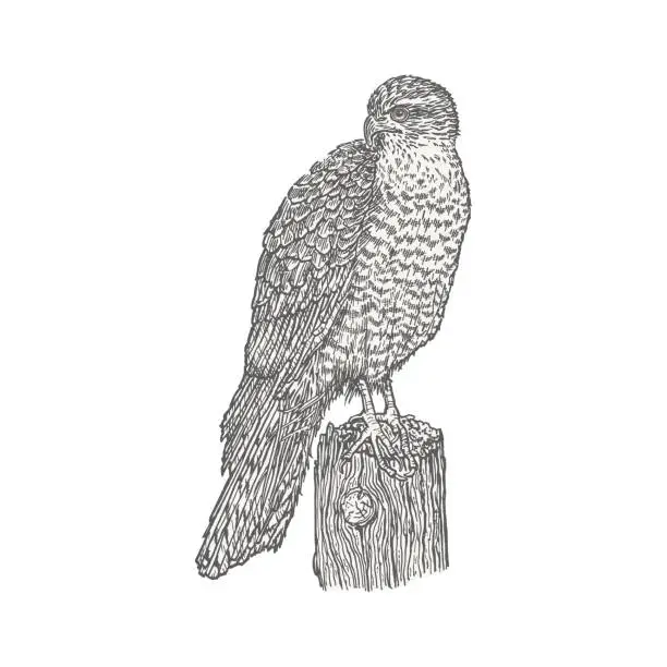 Vector illustration of Predatory bird standing on a log