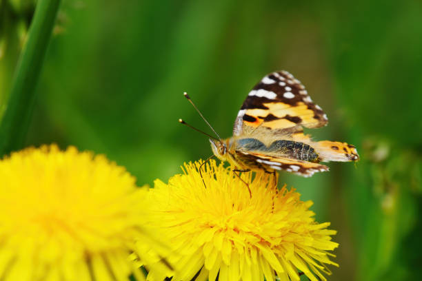 istock Painted lady (Vanessa cardui) butterfly on a dandelion flower. 1427199889