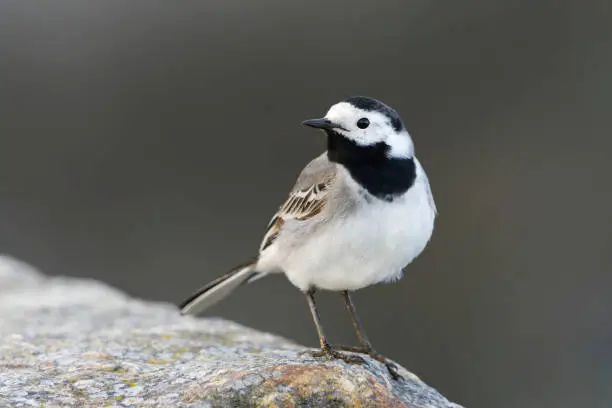 White wagtail (Motacilla alba) sitting on a rock.