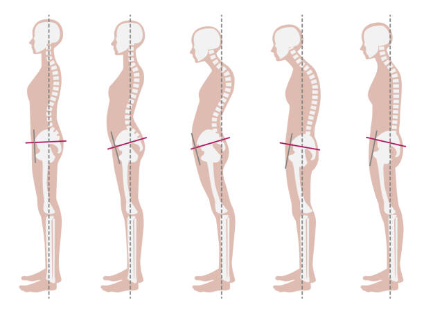 좋은 자세와 나쁜 자세의 골격 샘플 - anatomy the human body human bone white background stock illustrations