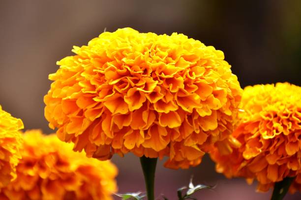 istock Meri gold flower 1427205073