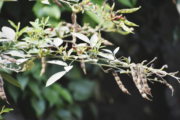 istock Snap of toor plant 1427205177