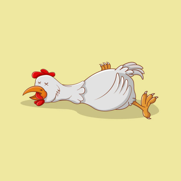 illustration of chicken lying dead. cute mascot vector Vector chicken lying on the ground. dead chicken vector illustration scared chicken cartoon stock illustrations