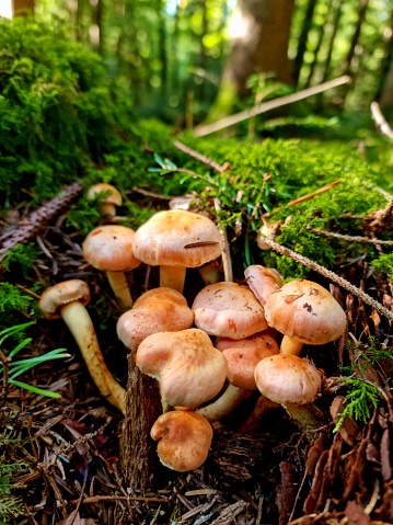 Group of little mushrooms an moss wooden floor. The image was captured during autum season in the canton of zurich.