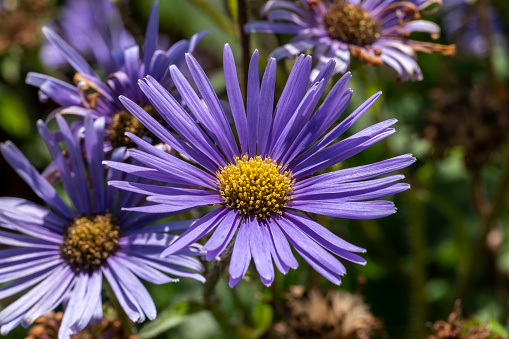 Aster peduncularis a purple blue herbaceous summer autumn perennial flower plant commonly known as Michaelmas daisy stock photo image