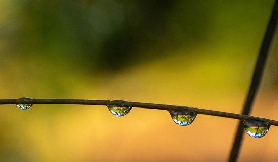 dew drops on a thin twig