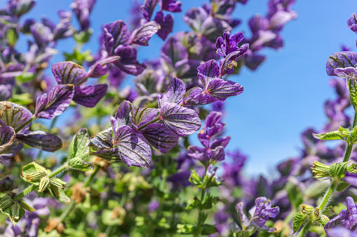 Salvia viridis is an annual plant native to an area extending from the Mediterranean to the Crimea and into Iran,also known by the common names Bluebeard, Joseph Sage and Painted Sage, and Clary Sage.