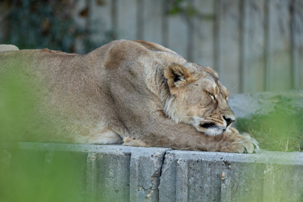 istock lion in the zoo 1427211884