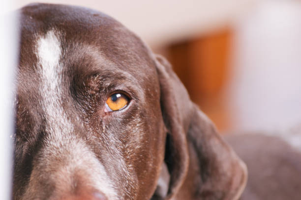 istock Close up of brown dog 1427211898