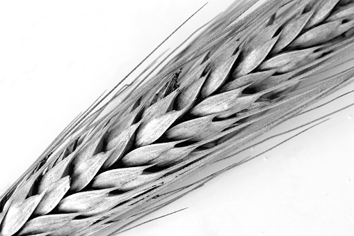 Ear of wheat, macro photo. isolated on white background