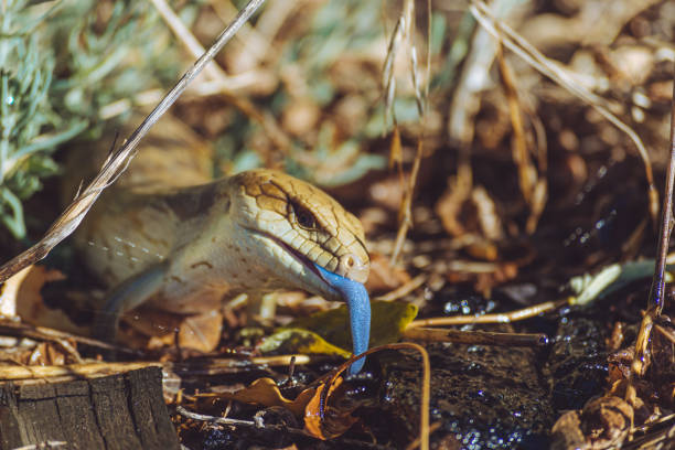 Blue tongue lizard Close up of lizard with blue tongue licking up water tiliqua scincoides stock pictures, royalty-free photos & images