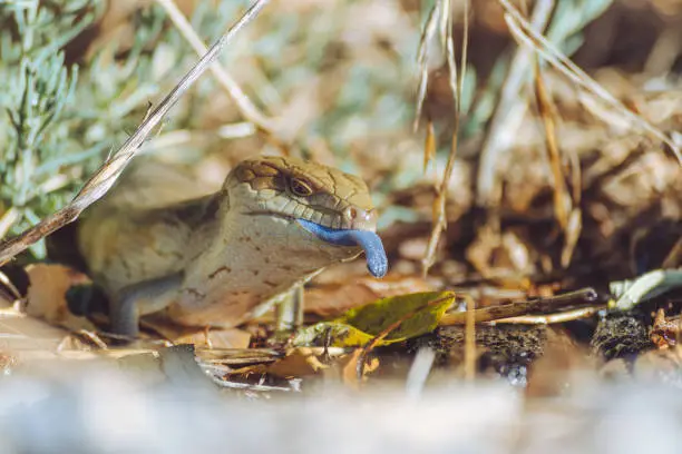 Close up of blue tongue lizard, in nature with leaves and sticks