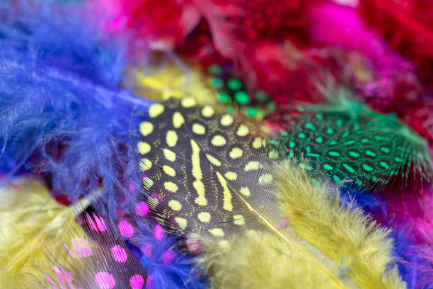 istock Colorful bird feathers as a background, close-up. 1427212501