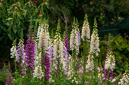 Digitalis purpurea, the foxglove or common foxglove, is native to and widespread throughout most of temperate Europe. The flowers are arranged in a showy, terminal, elongated cluster, and each flower is tubular and pendent. The flowers are typically purple, but some plants,  may be pink, rose, yellow, or white. The inside surface of the flower tube is heavily spotted.
