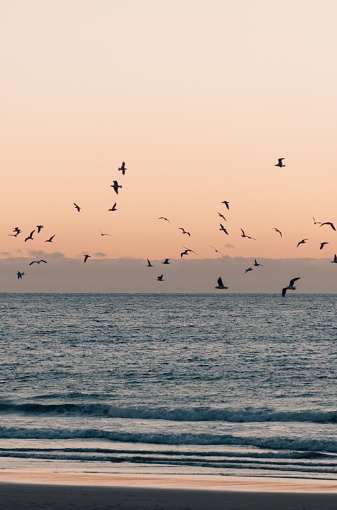 Seagulls flying over ocean at sunset